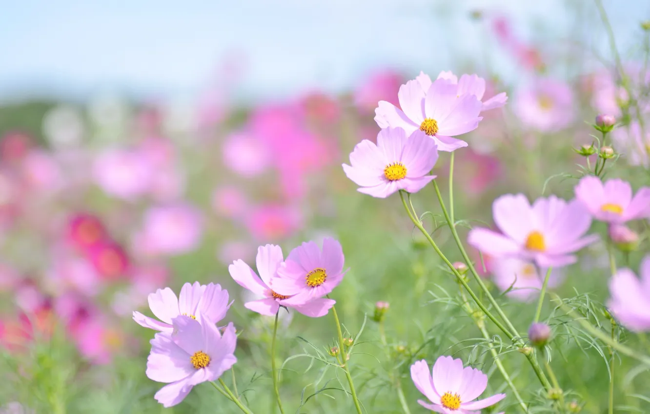 Photo wallpaper macro, flowers, tenderness, pink, kosmeya