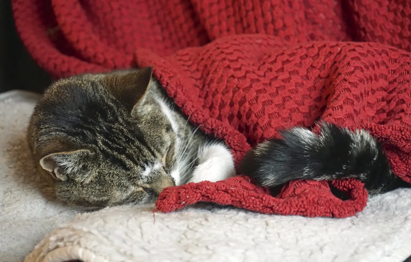 Photo wallpaper cat, cat, sleeping, plaid, kitty