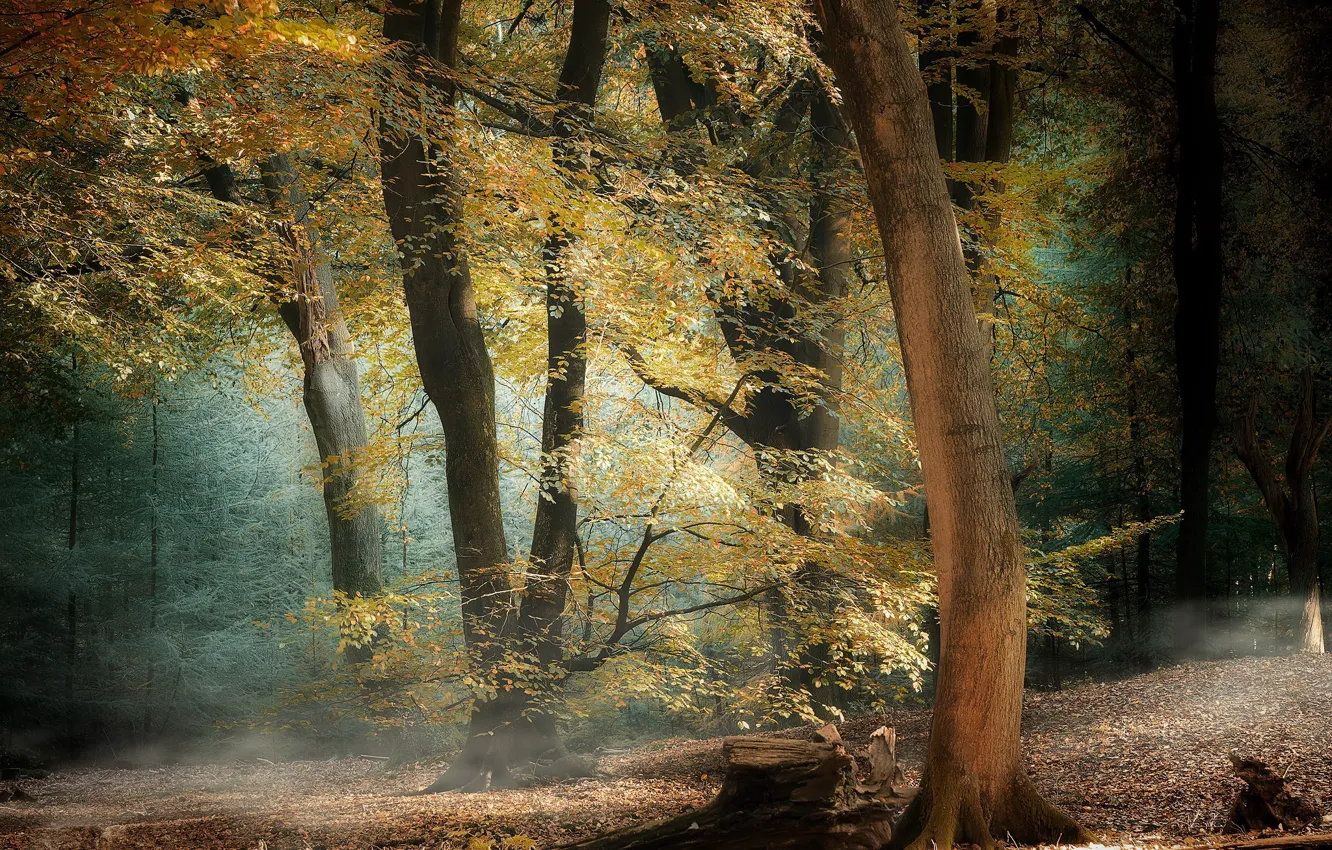 Photo wallpaper autumn, forest, nature