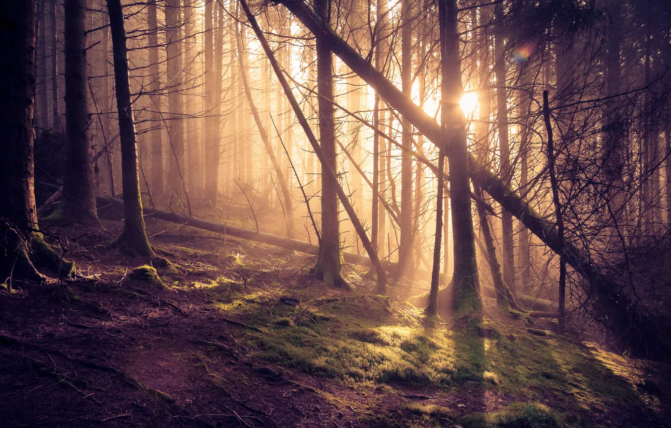 Photo wallpaper forest, the sun, rays, pine
