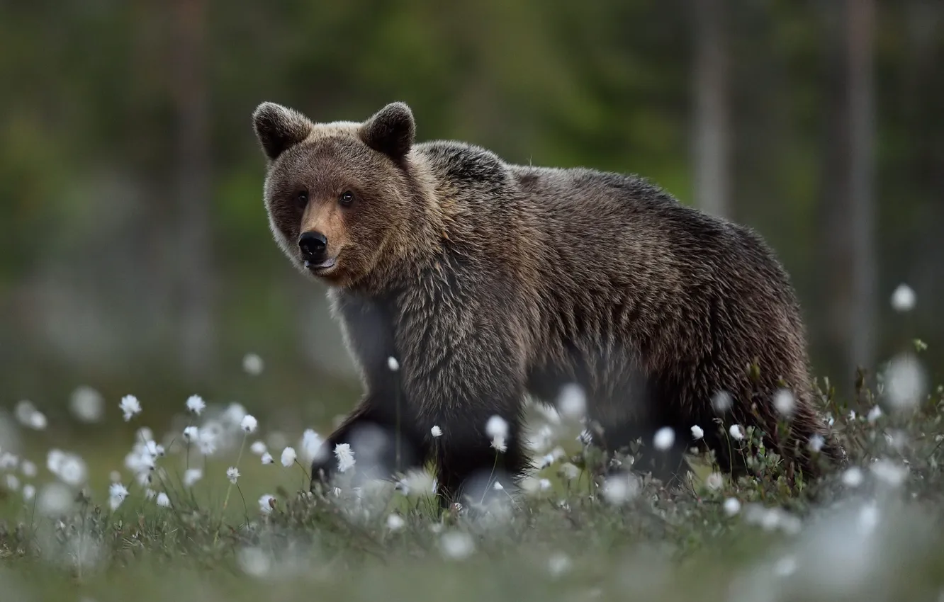 Photo wallpaper forest, look, face, flowers, nature, pose, background, glade