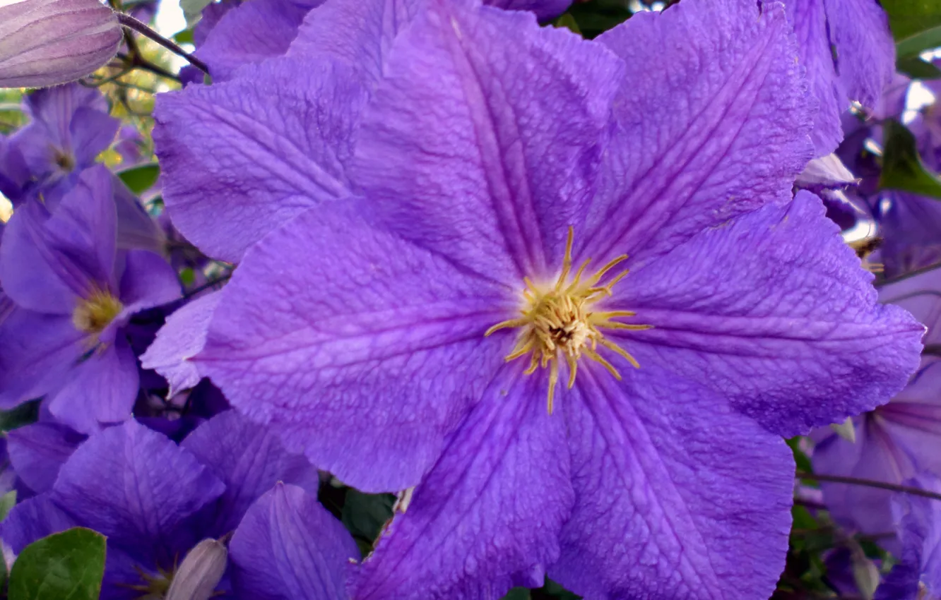 Photo wallpaper summer, flowers, day, July