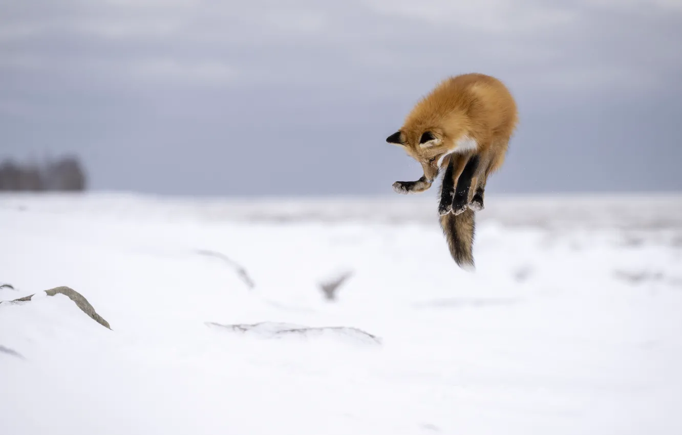Photo wallpaper winter, look, snow, pose, jump, Fox, red, face