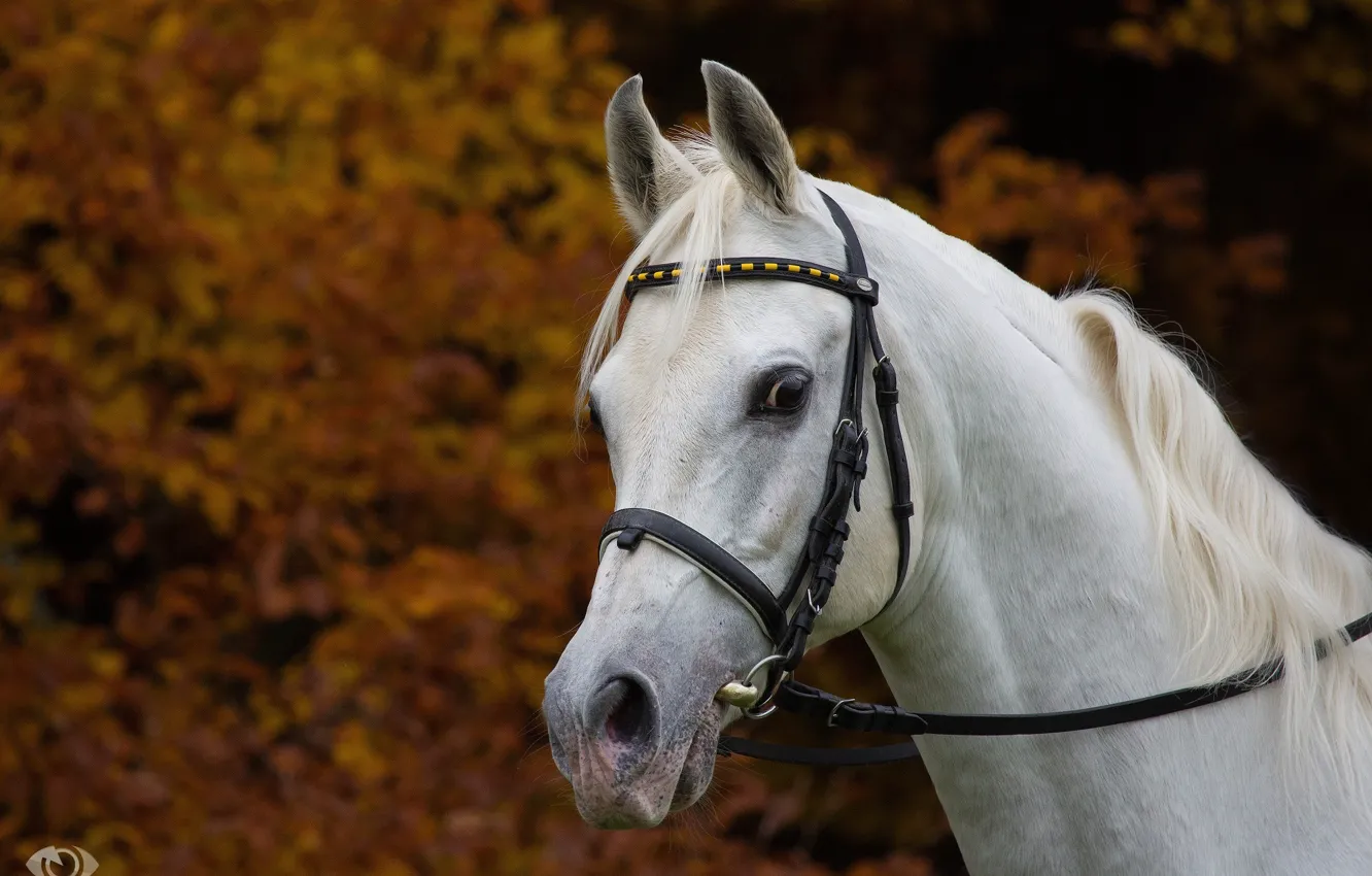 Photo wallpaper autumn, white, face, horse, horse, mane, handsome, (с) Oliver Seitz