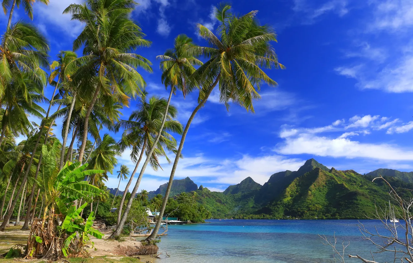 Photo wallpaper mountains, tropics, palm trees, the ocean, coast, Pacific Ocean, French Polynesia, The Pacific ocean
