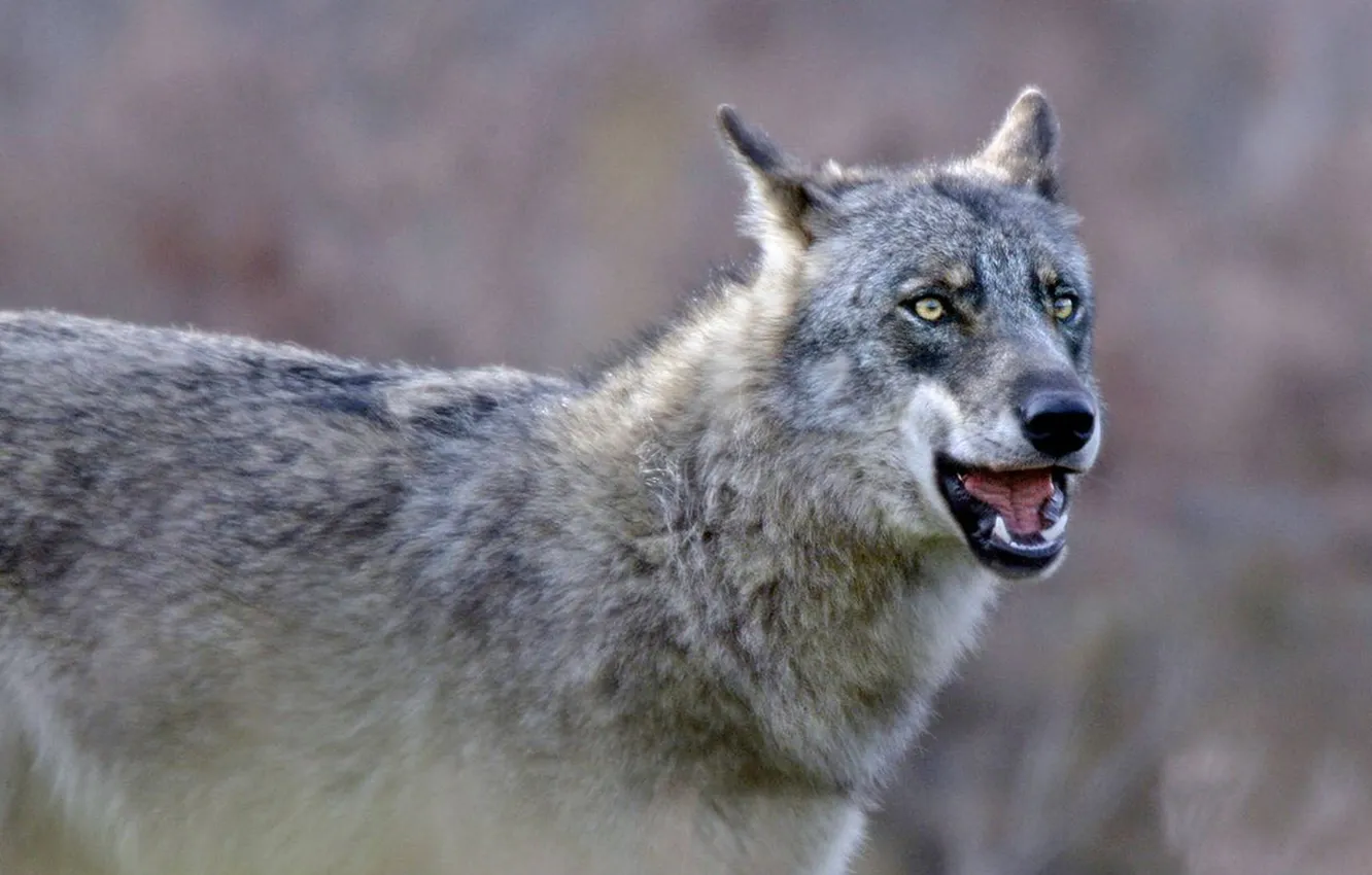 Photo wallpaper nature, Gray Wolf, face, animal, wolf, canis lupus, wildlife, head