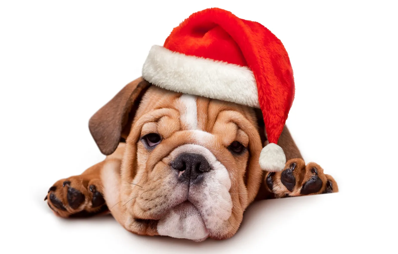 Photo wallpaper animals, red, holiday, new year, dog, puppy, white background, Santa