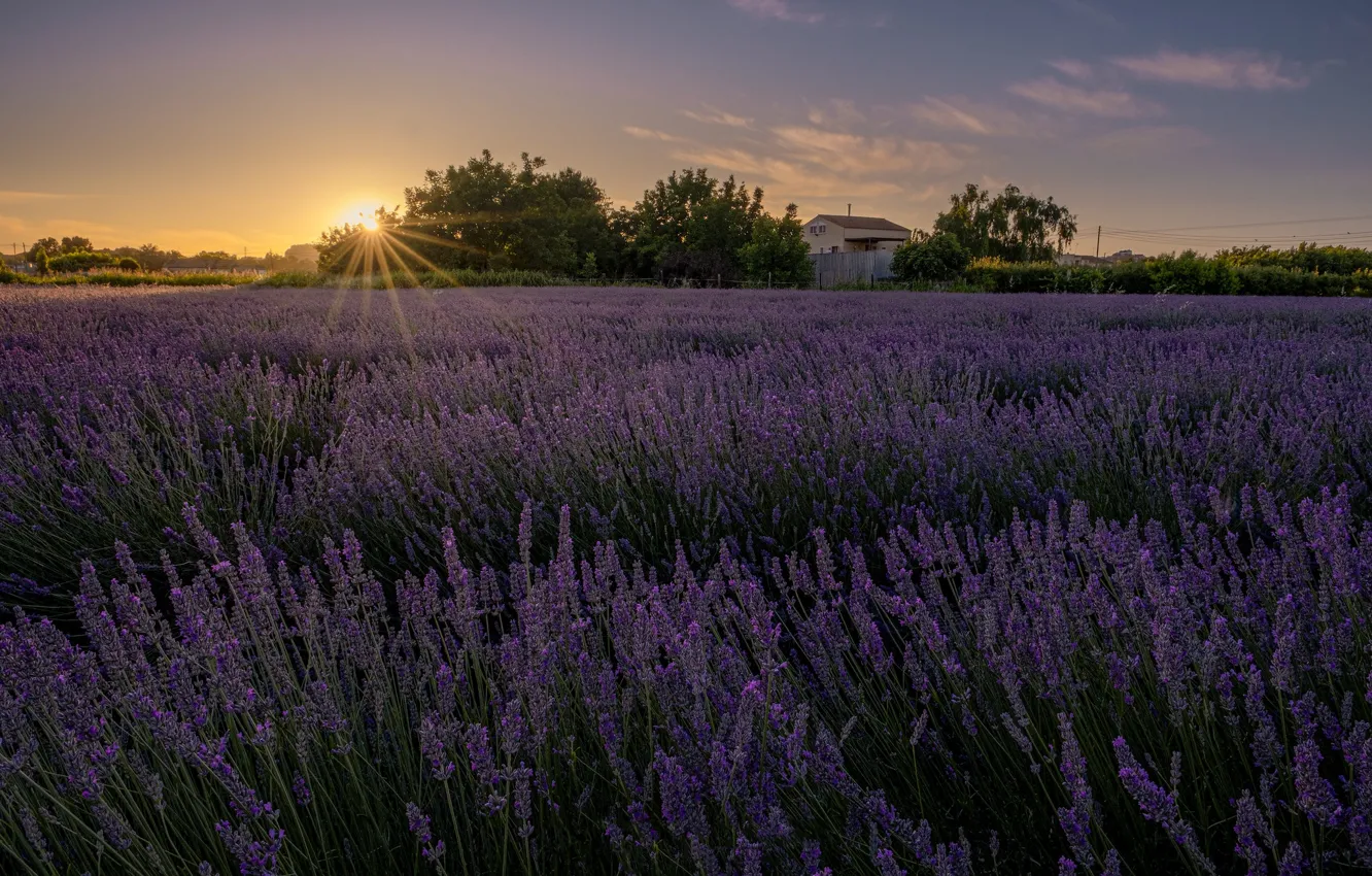 Photo wallpaper field, flowers, lavender, lavender field