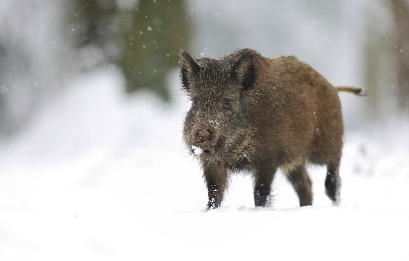 Photo wallpaper winter, snow, nature, background, the snow, walk, boar, snowfall