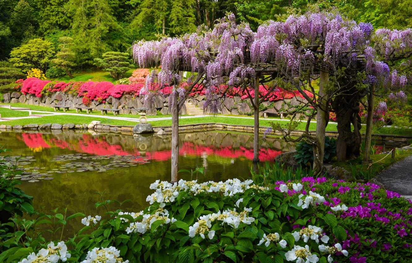 Photo wallpaper pond, Seattle, Japanese garden, hydrangea, Seattle, Washington, Wisteria, Wisteria
