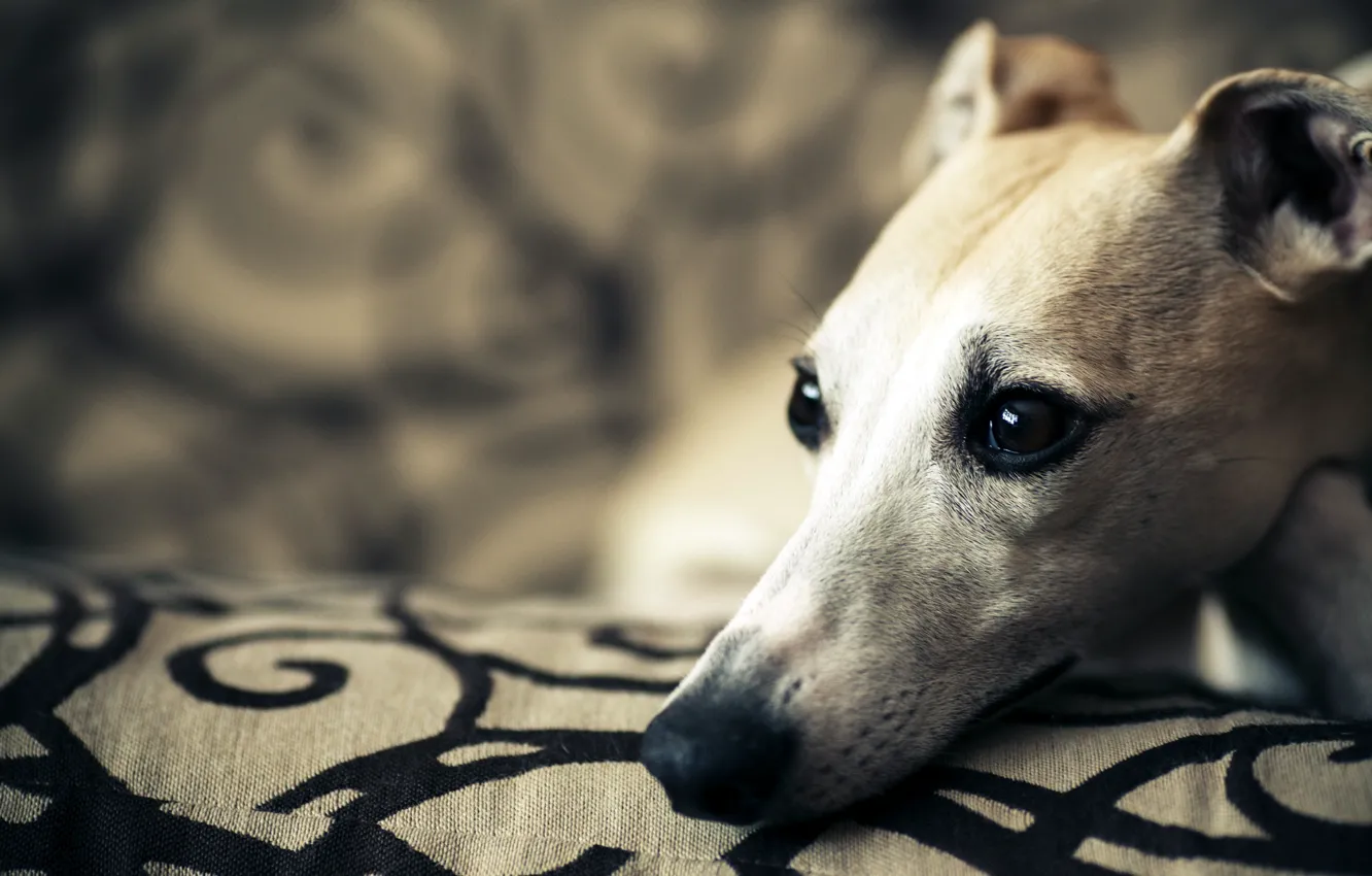 Photo wallpaper look, each, dog