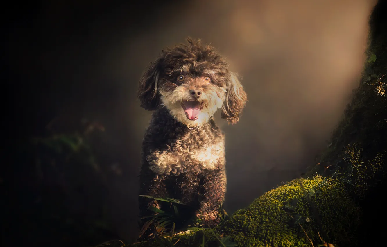Photo wallpaper forest, nature, dog
