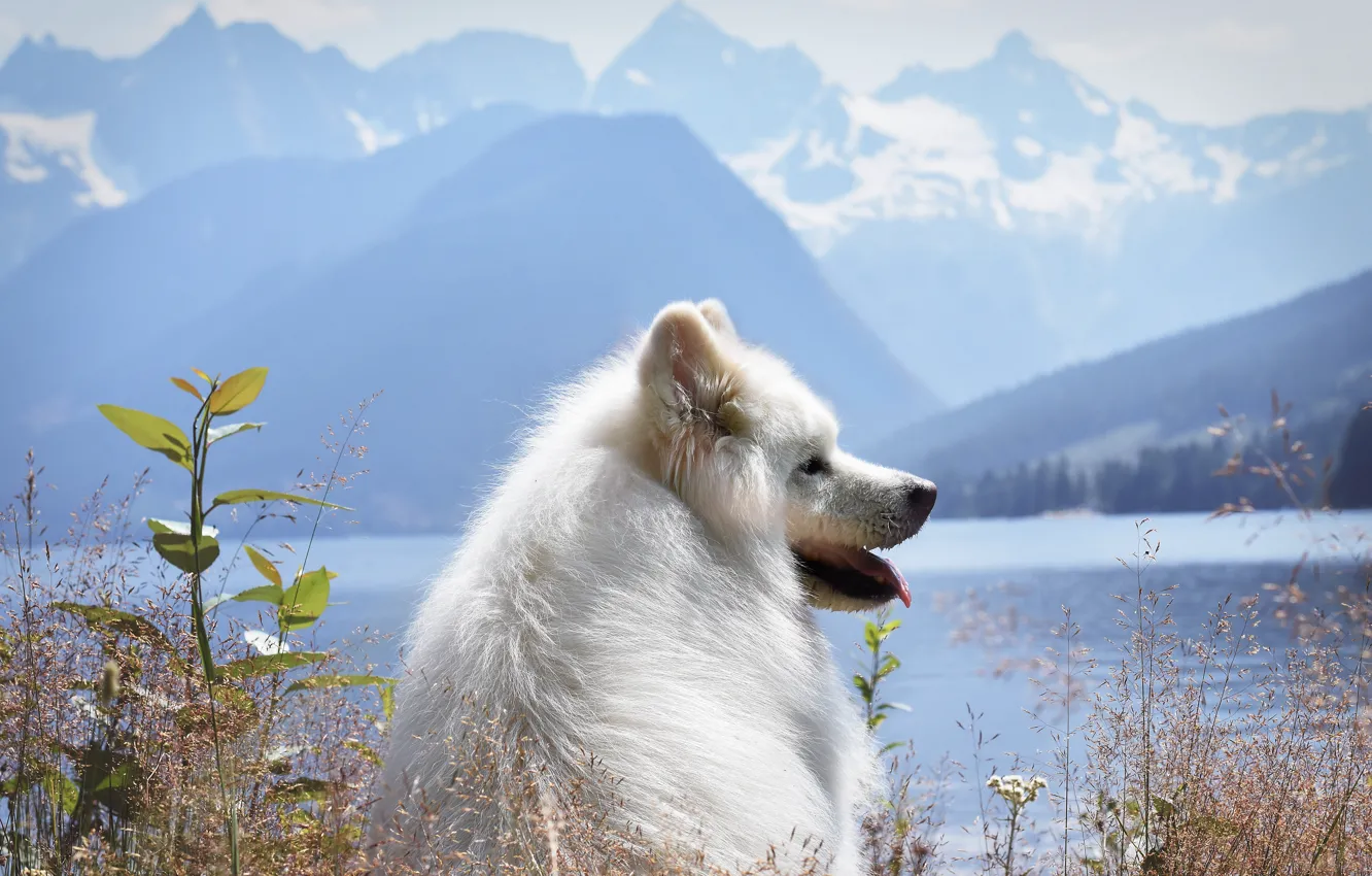 Photo wallpaper pose, look, dog, face, Samoyed