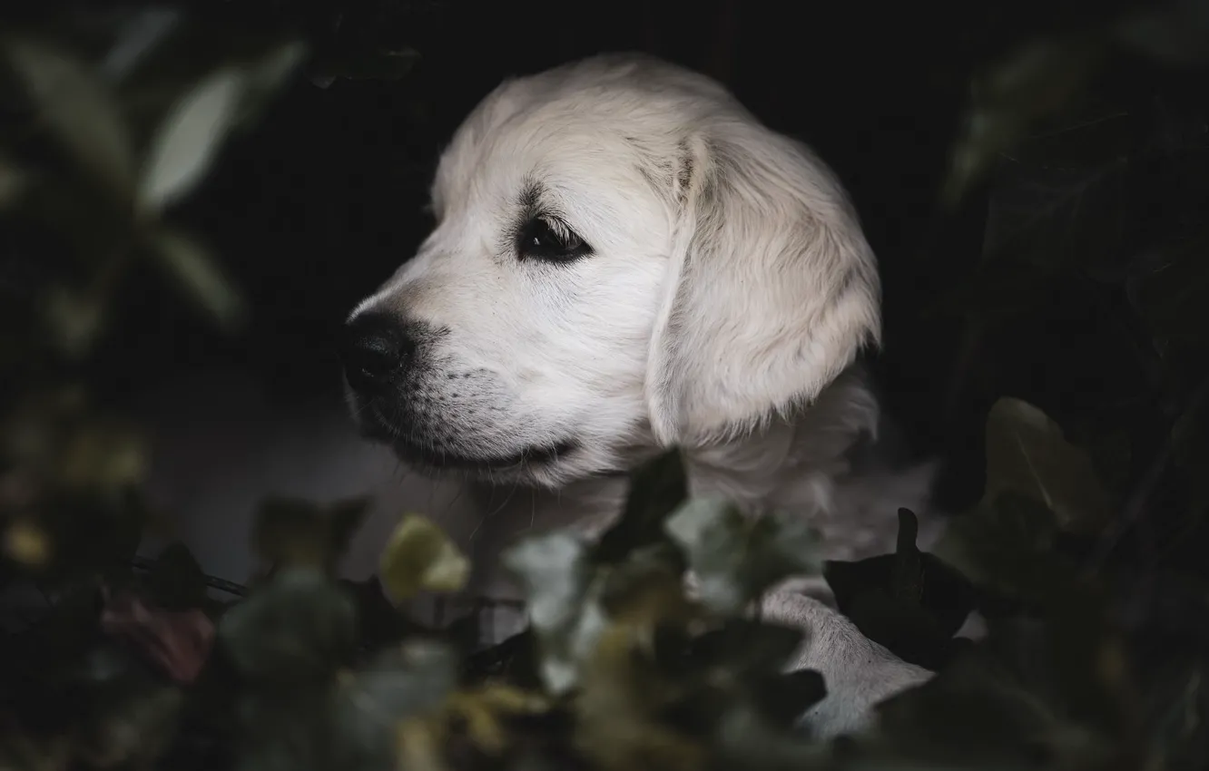 Photo wallpaper dog, puppy, Golden Retriever