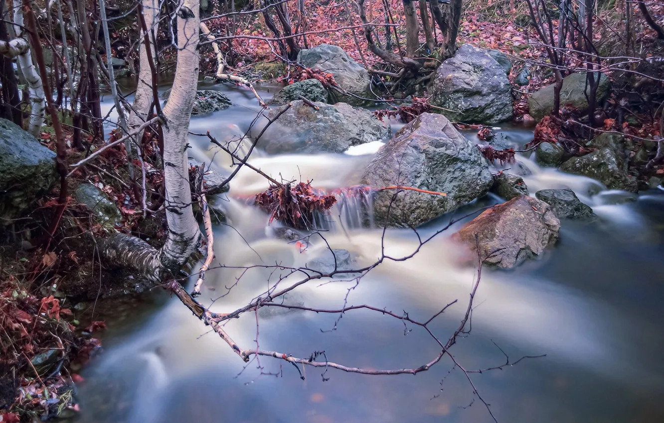 Photo wallpaper autumn, branches, nature, stream, stones, birch, river, pond