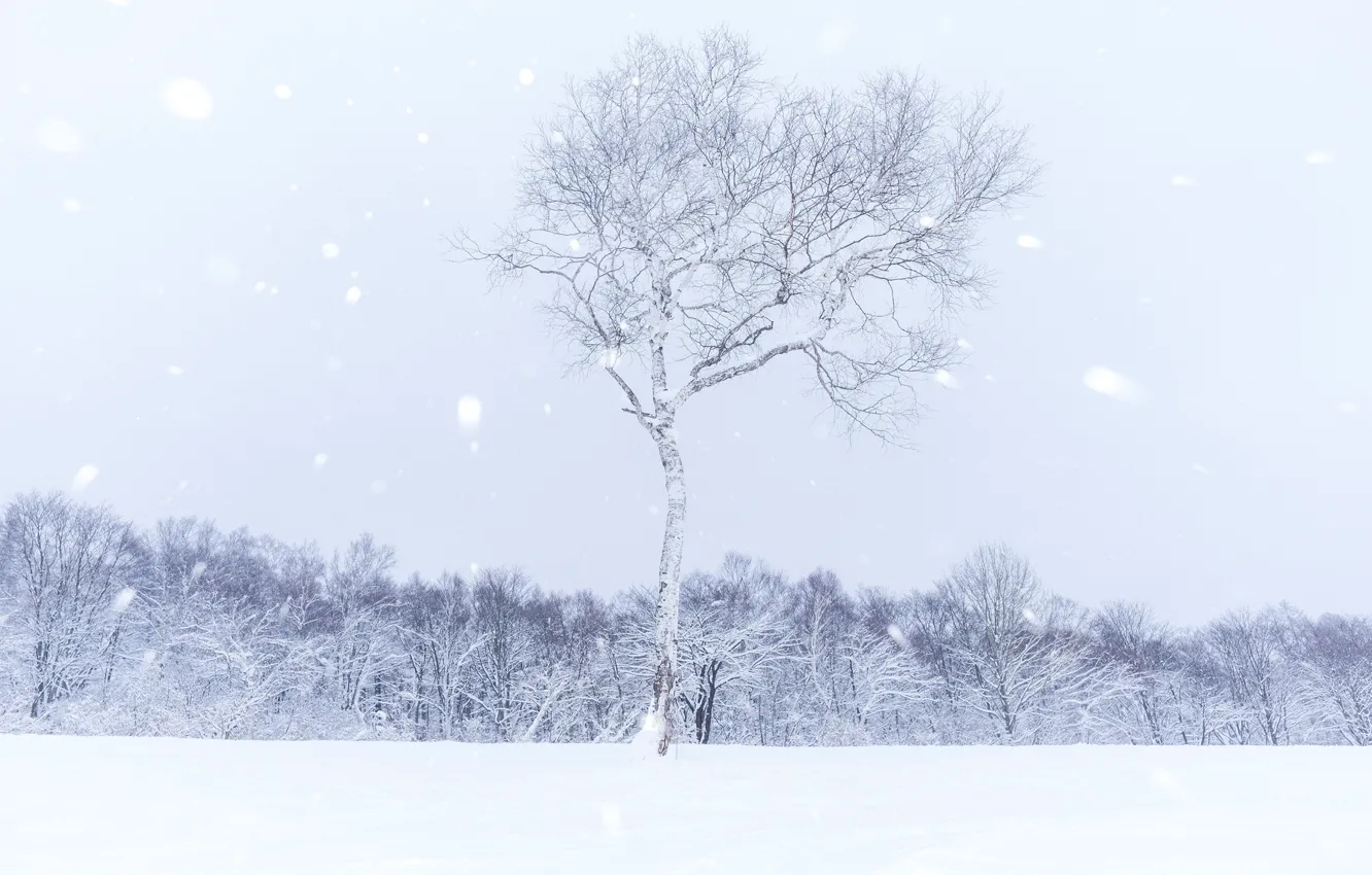 Wallpaper winter, snow, tree, snowing for mobile and desktop, section ...