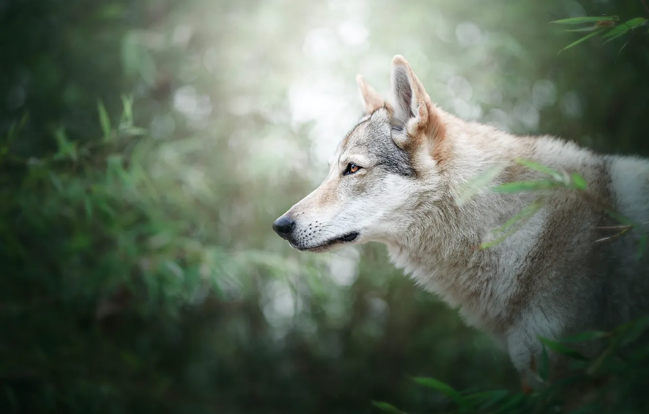 Photo wallpaper greens, forest, summer, look, face, leaves, light, branches