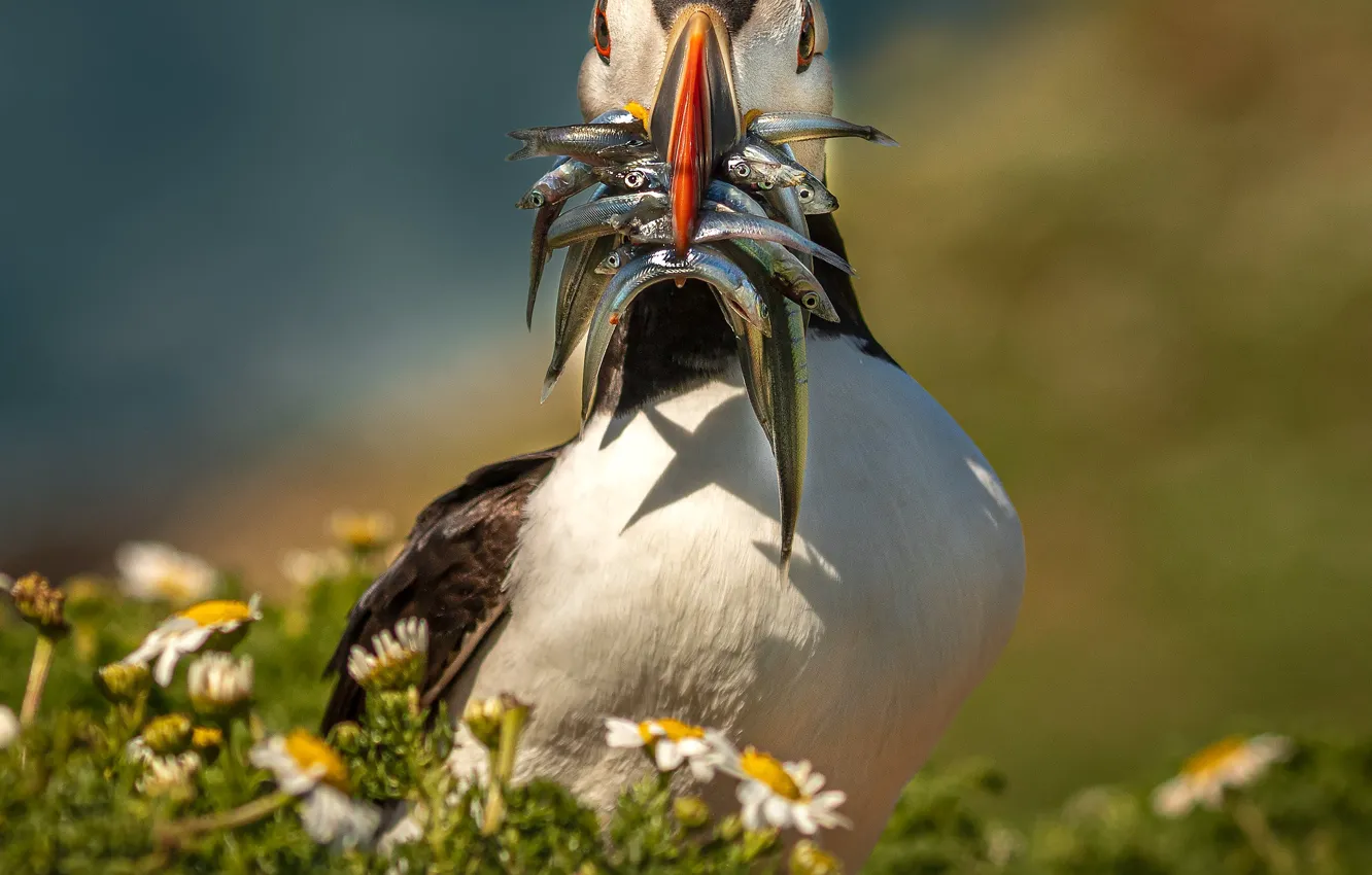 Photo wallpaper flowers, bird, fish, mining, Atlantic puffin