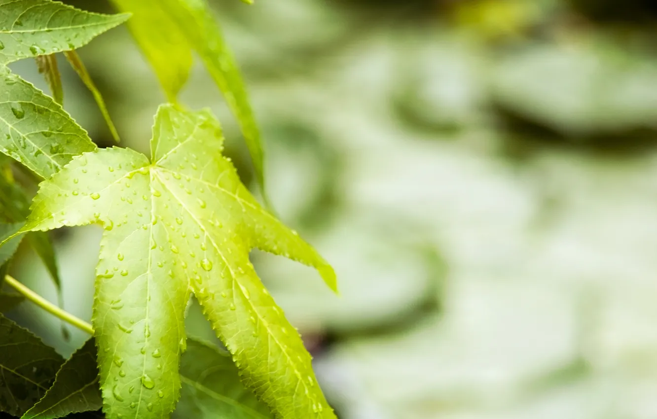 Photo wallpaper greens, leaves, drops