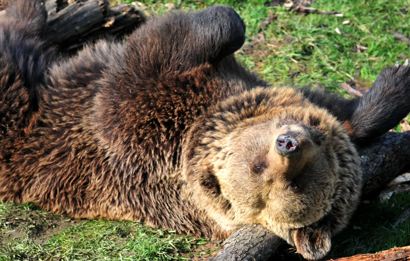 Photo wallpaper look, stay, bear, bear