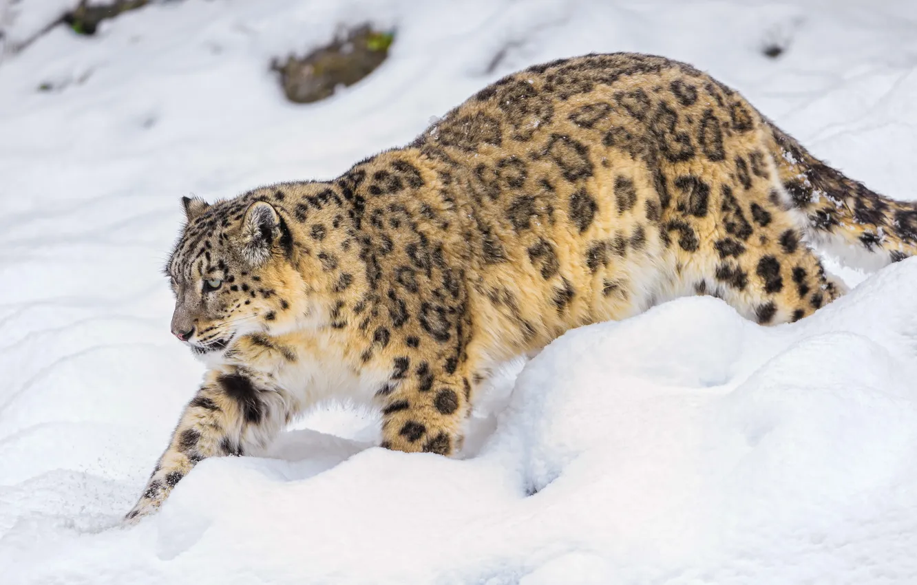 Photo wallpaper snow, predator, IRBIS, snow leopard, snow leopard
