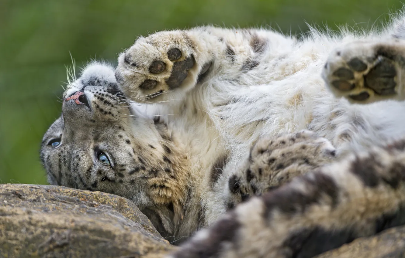 Photo wallpaper cat, IRBIS, snow leopard, ©Tambako The Jaguar