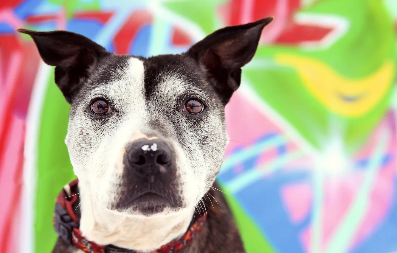 Photo wallpaper look, each, dog