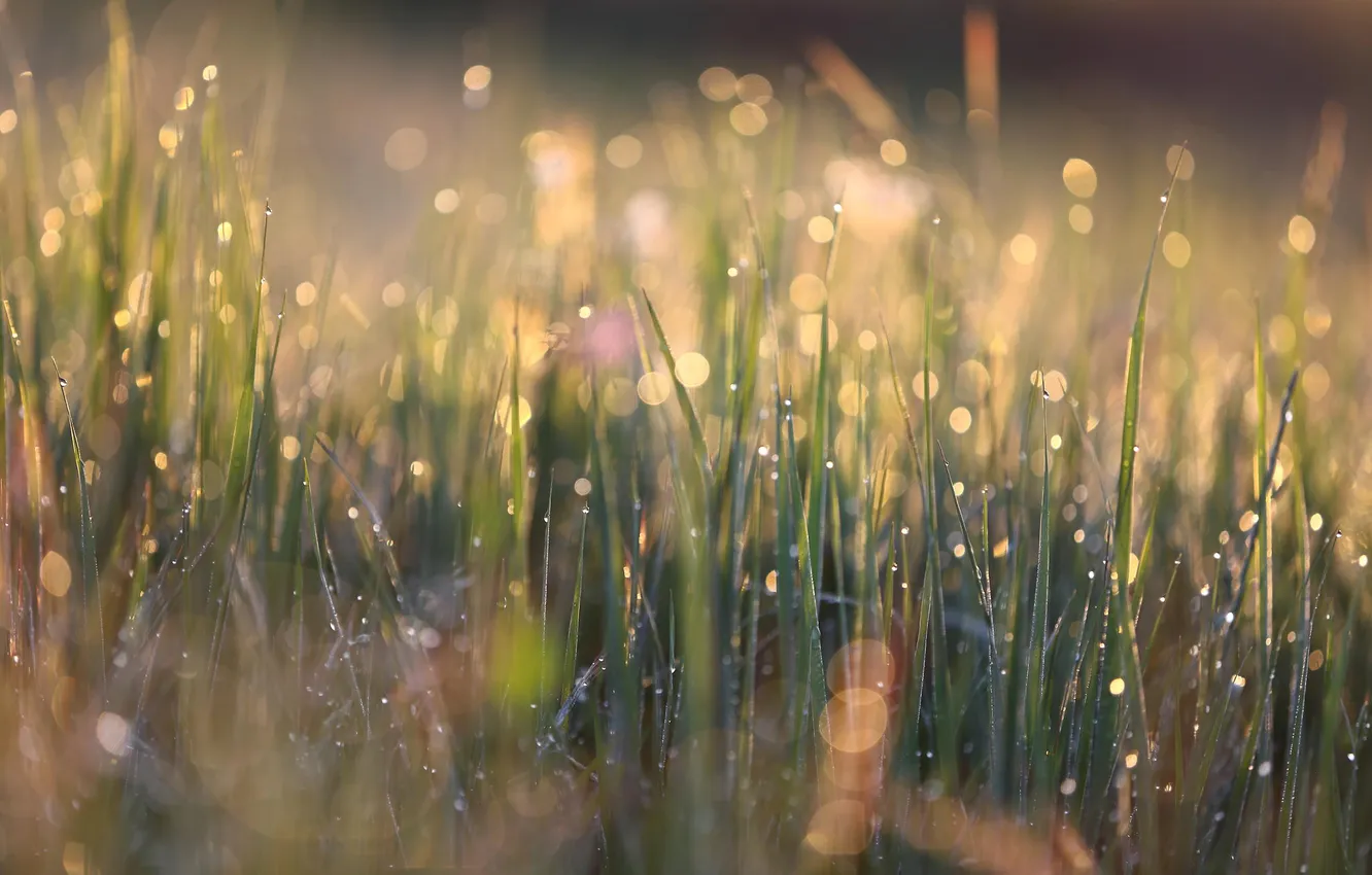 Photo wallpaper grass, drops, macro, light, nature, glare, bokeh