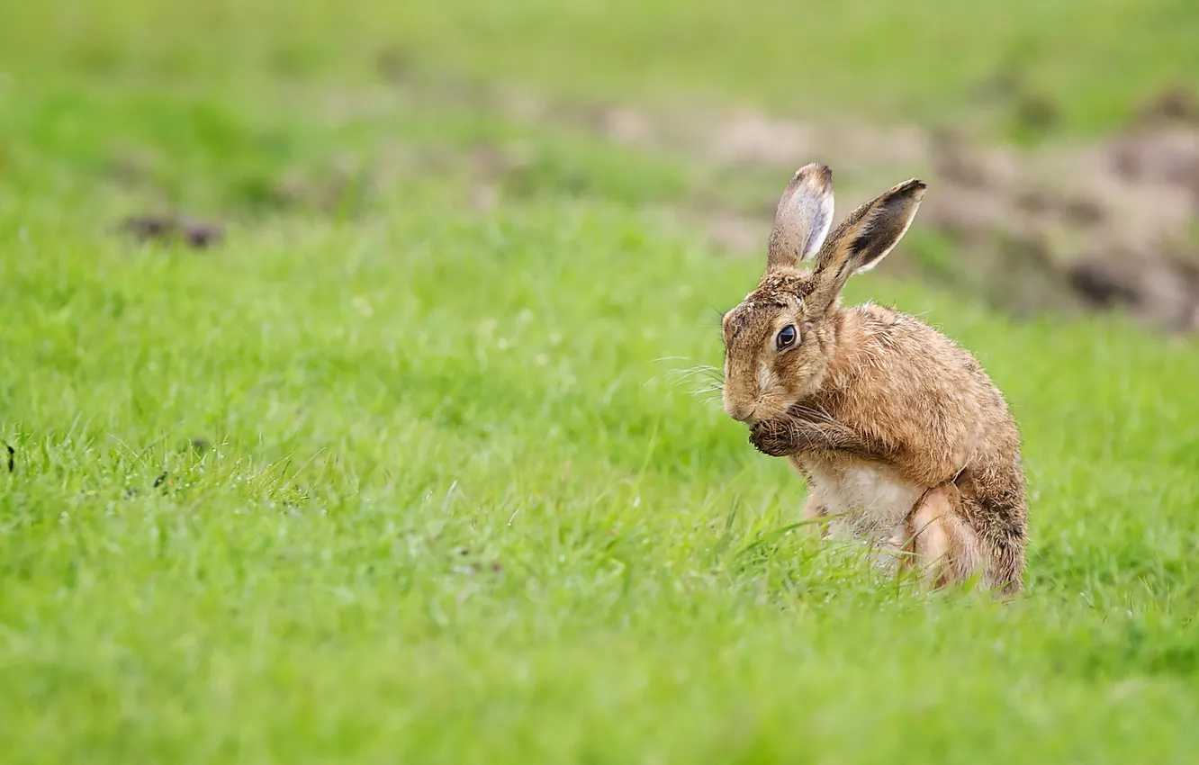 Photo wallpaper field, nature, hare
