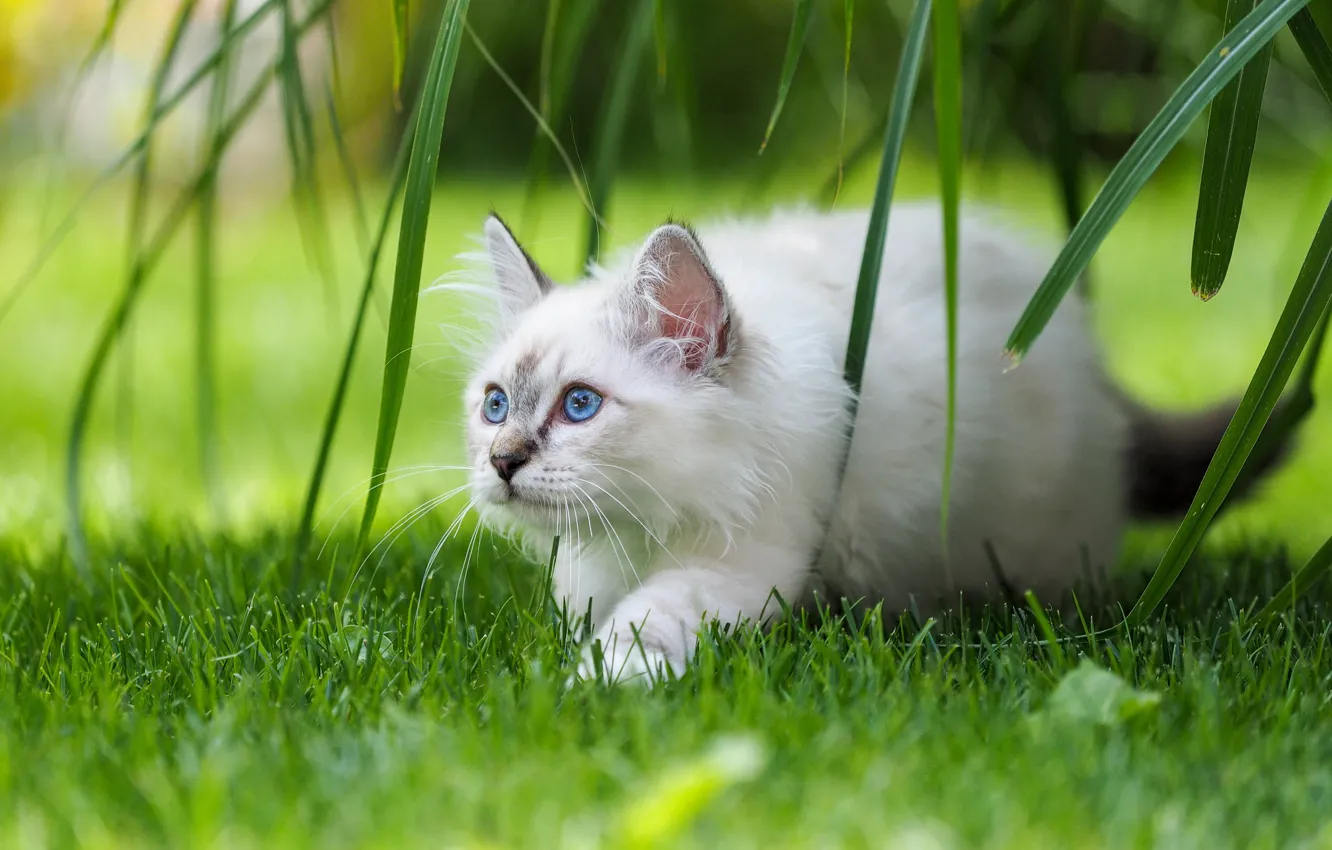 Photo wallpaper cat, grass, leaves, kitty, blue eyes, Burmese