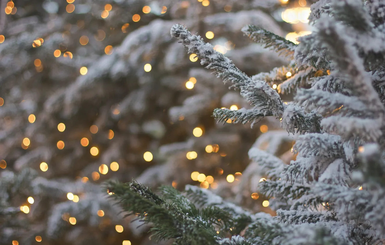 Photo wallpaper branches, glare, tree, spruce, bokeh