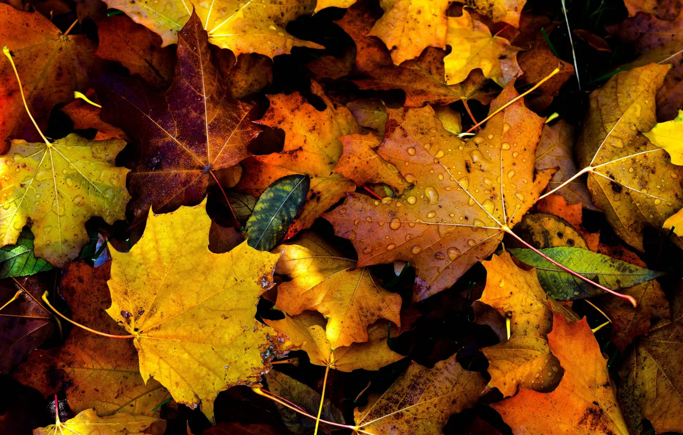 Photo wallpaper autumn, drops, fall, foliage