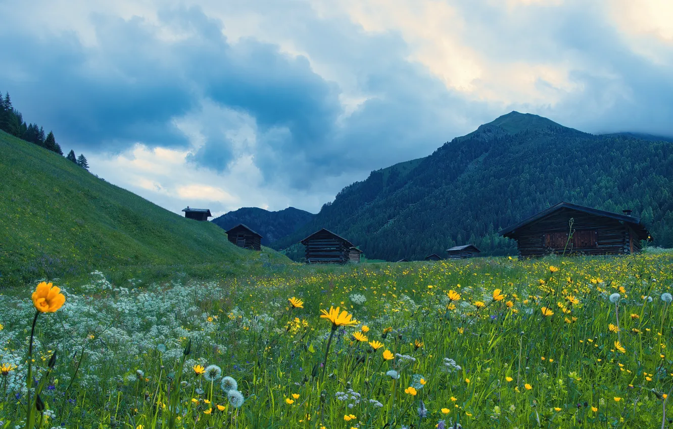 Photo wallpaper greens, forest, summer, the sky, grass, clouds, flowers, mountains