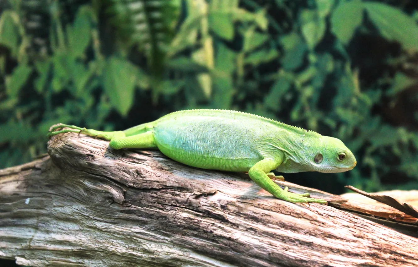 Photo wallpaper lizard, iguana, reptile