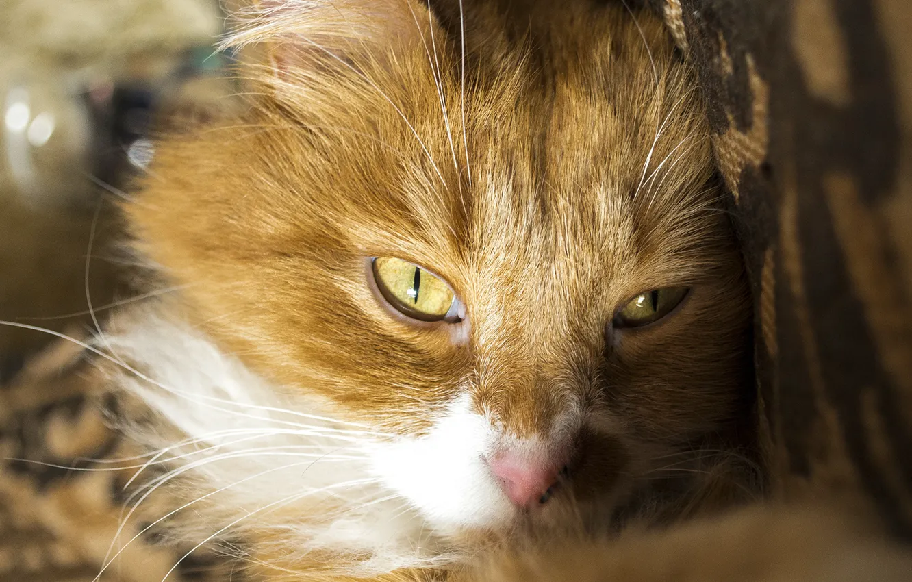 Photo wallpaper cat, macro, red