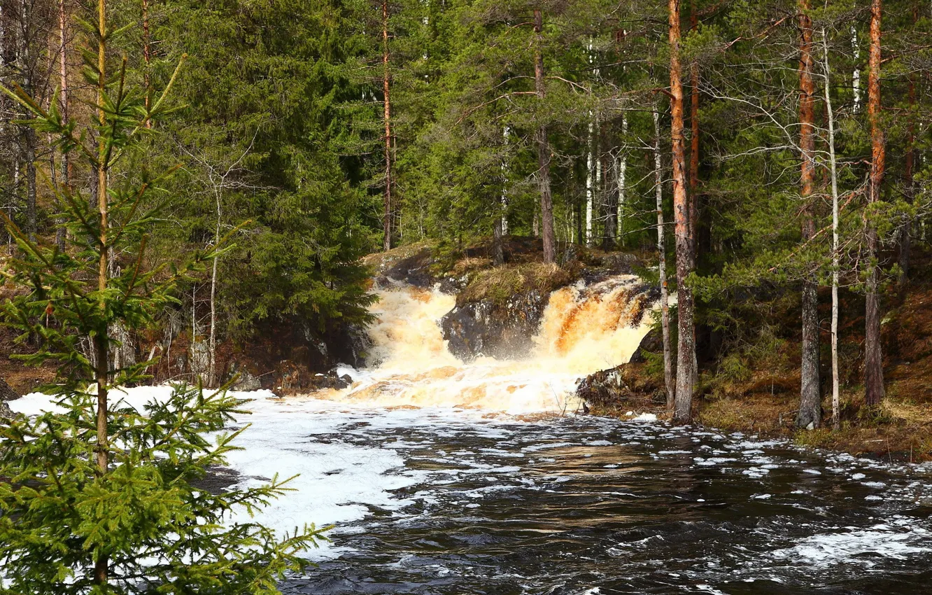 Photo wallpaper forest, foam, river, waterfall, stream