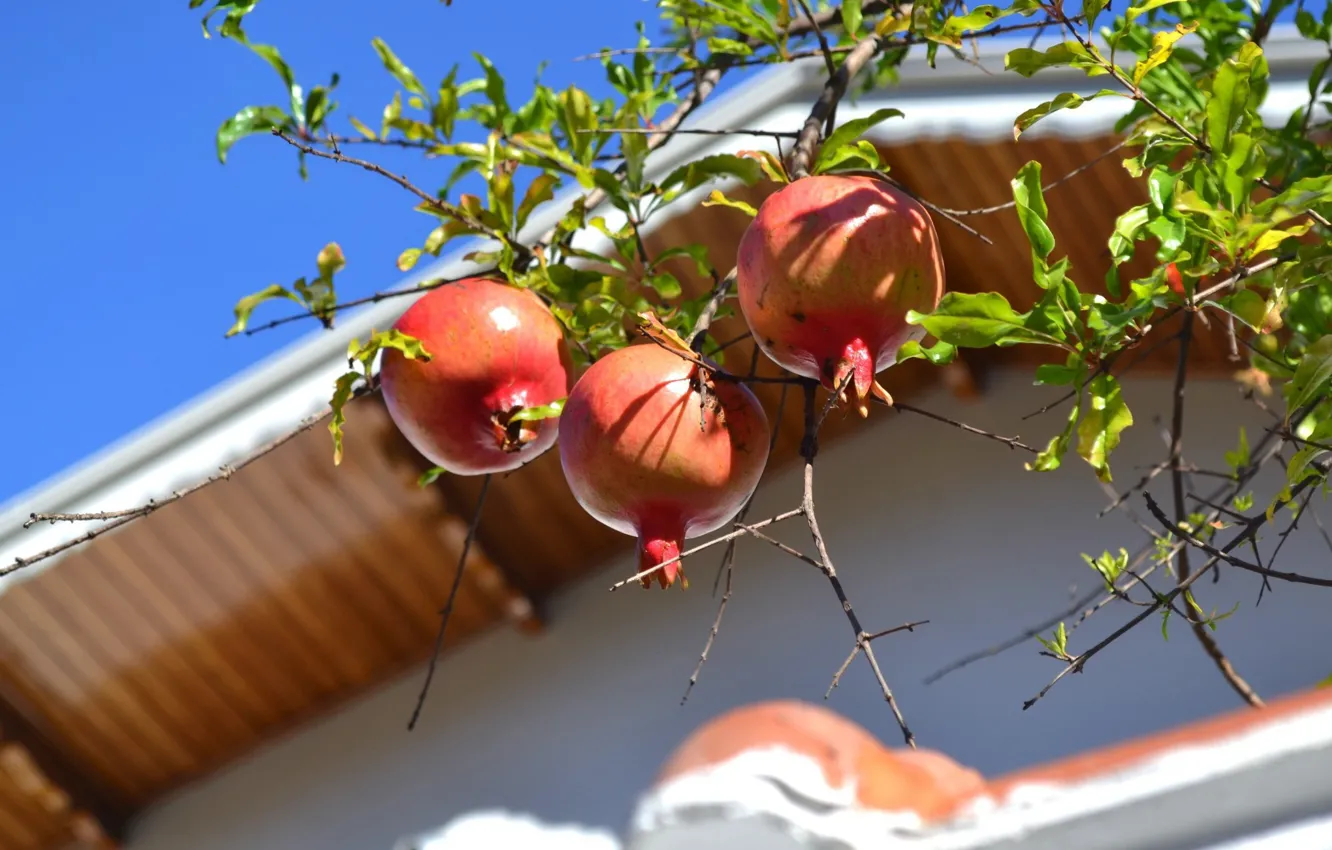 Photo wallpaper roof, the sky, trees, branches, fruit, garnet