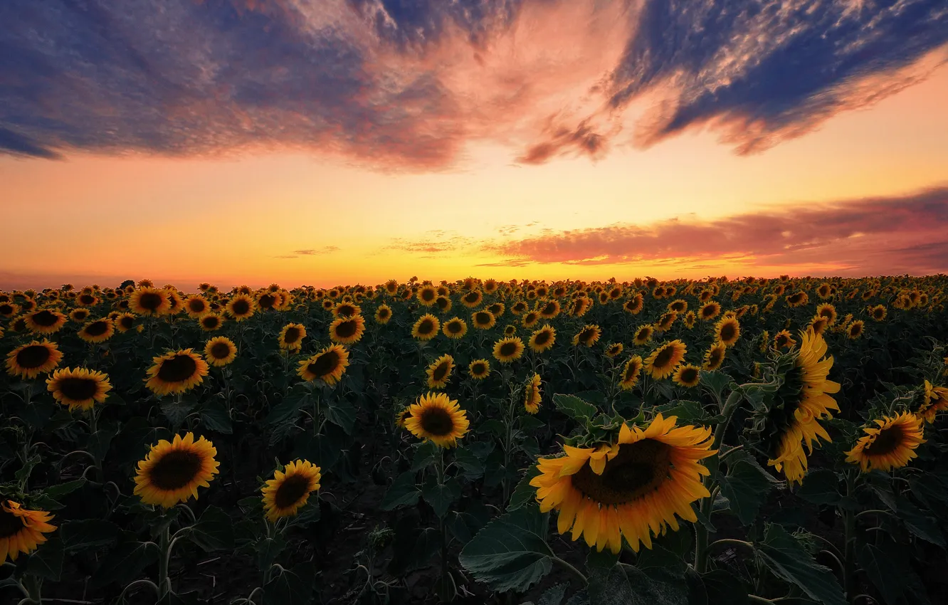 Photo wallpaper field, summer, the sky, leaves, clouds, sunflowers, landscape, sunset