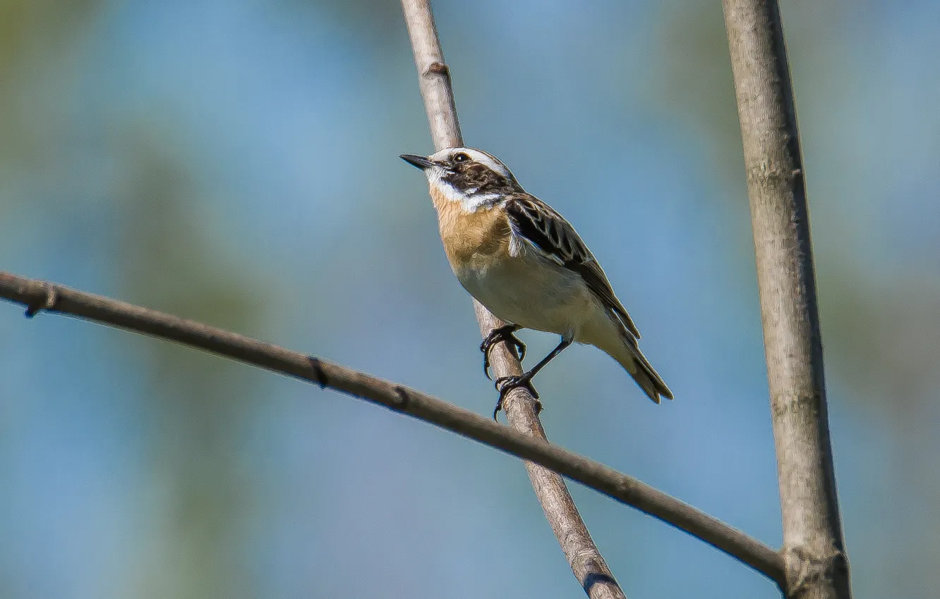 Photo wallpaper bird, photohunt, whinchat, nature