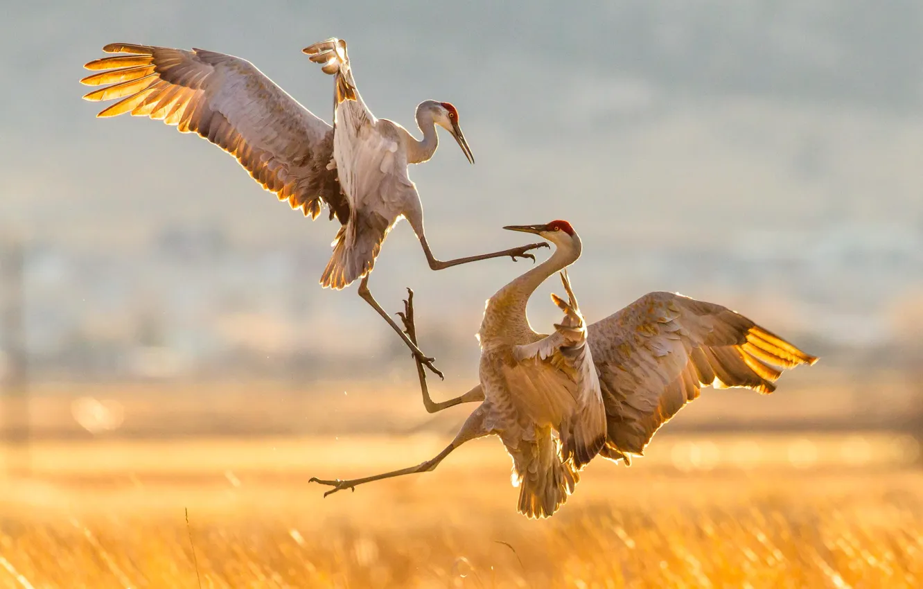 Photo wallpaper nature, bird, attack, migration, Sandhill Cranes