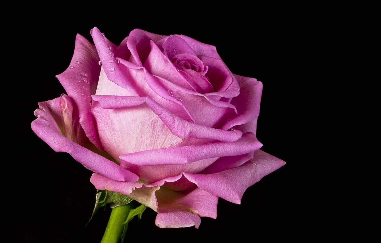 Photo wallpaper drops, roses, rose, pink, color, closeup
