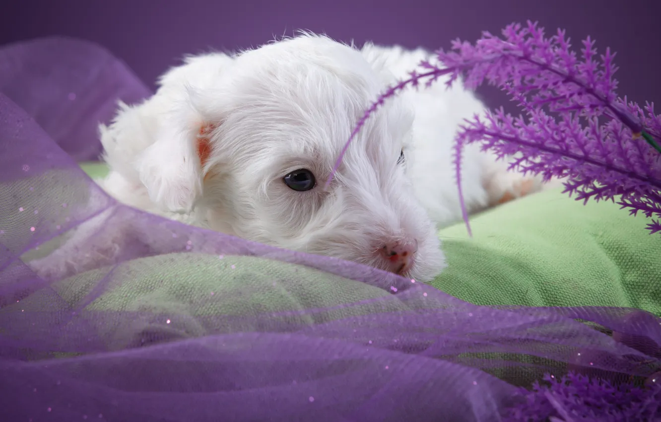 Photo wallpaper white, cute, puppy, the Sealyham Terrier