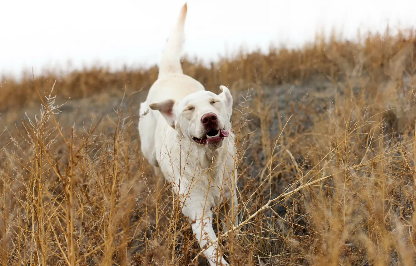 Photo wallpaper freedom, each, dog