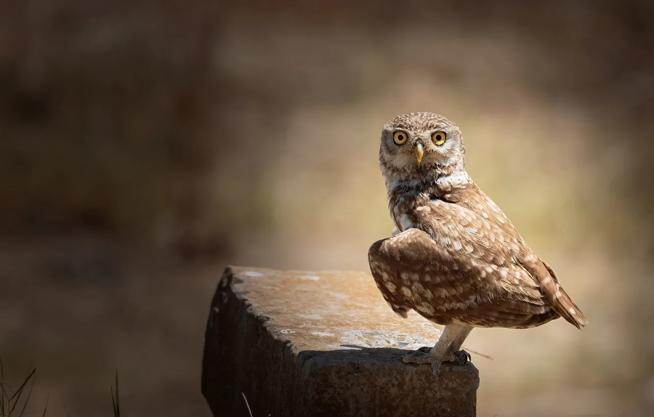 Photo wallpaper look, pose, background, owl, bird, wings, brick, bokeh