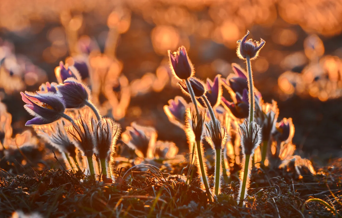 Photo wallpaper light, flowers, glade, spring, anemones, cross