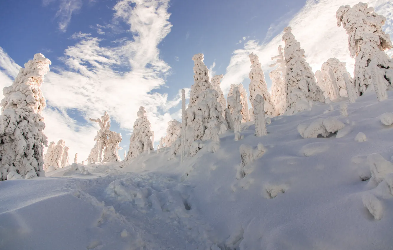 Photo wallpaper winter, forest, the sky, clouds, light, snow, in the snow, ate