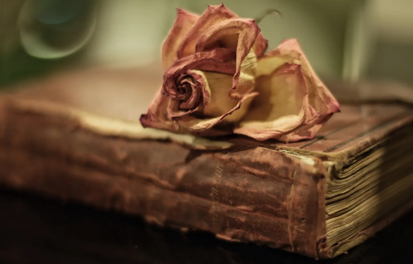 Photo wallpaper macro, background, roses, book