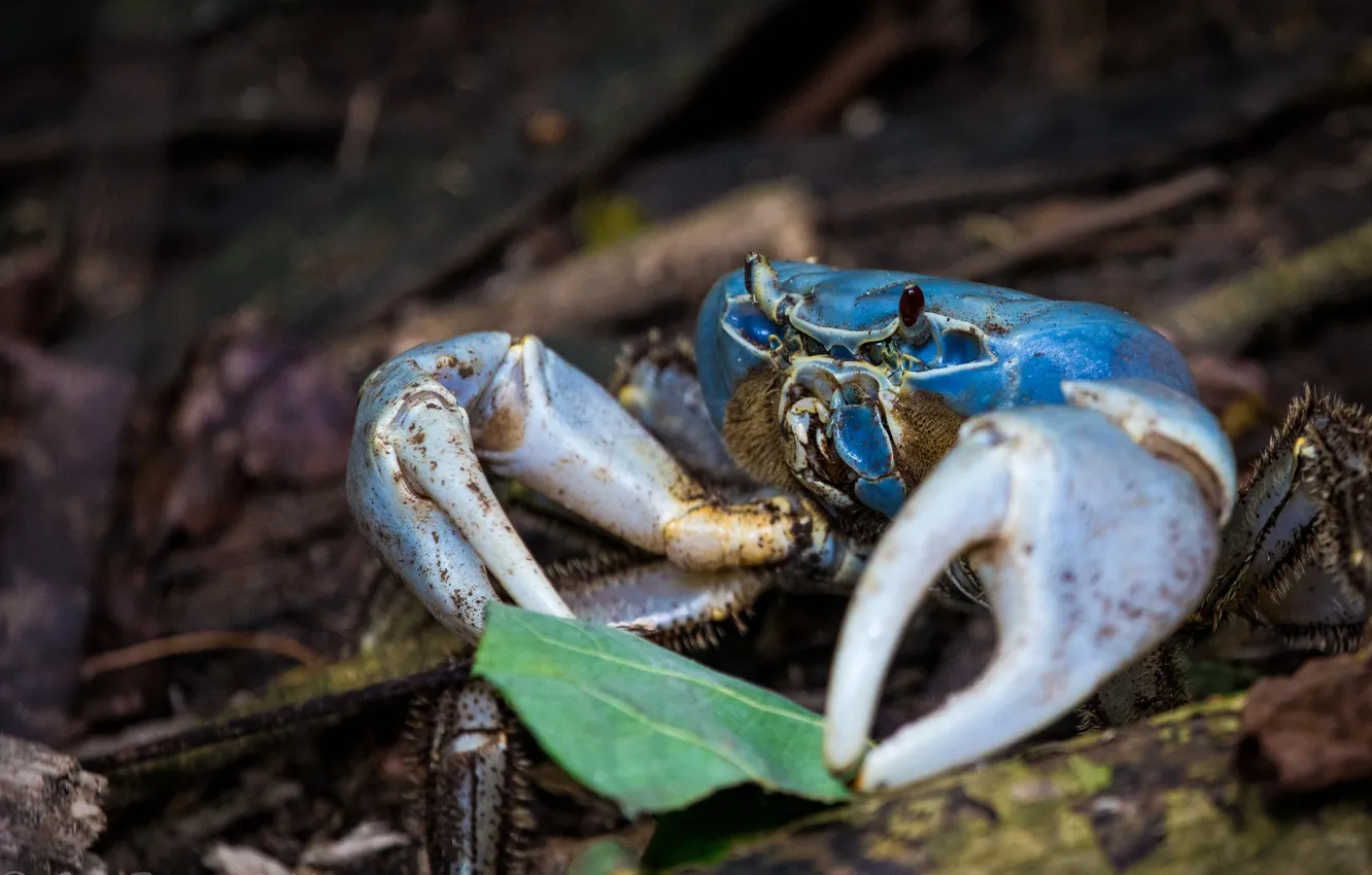 Photo wallpaper eyes, leaves, crab, claws
