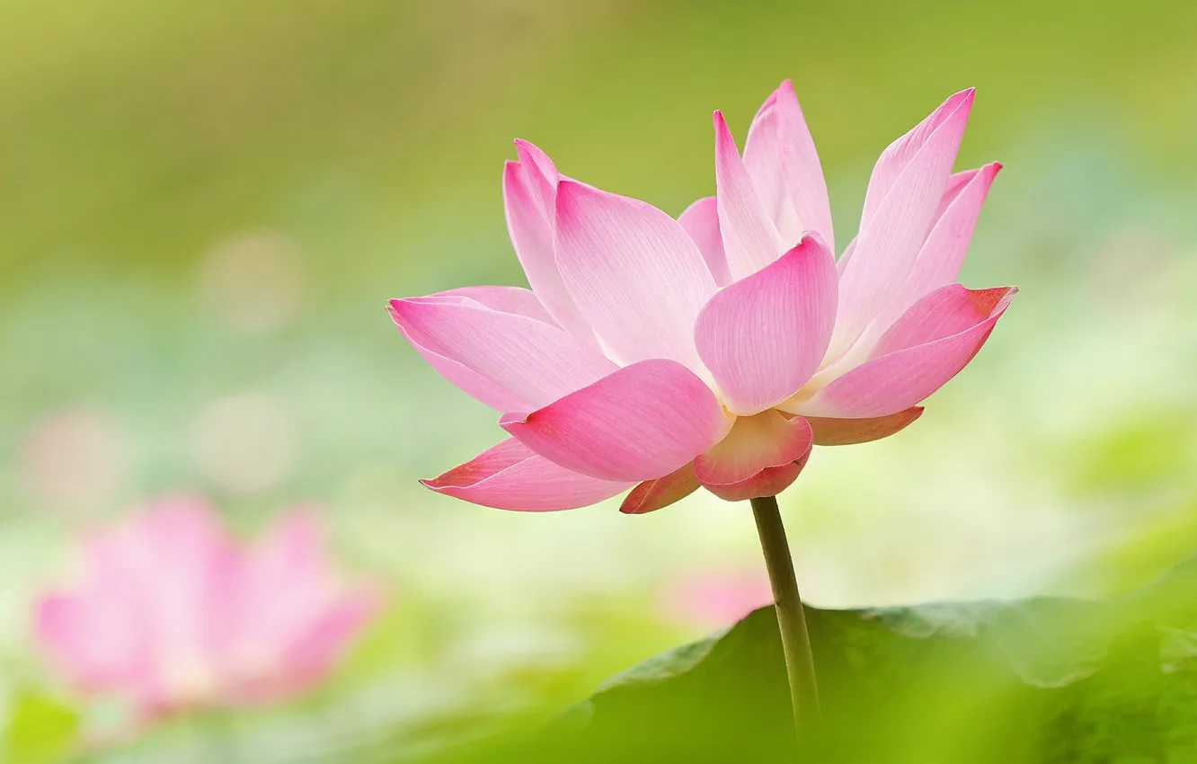 Photo wallpaper water, flowers, petals, Lotus