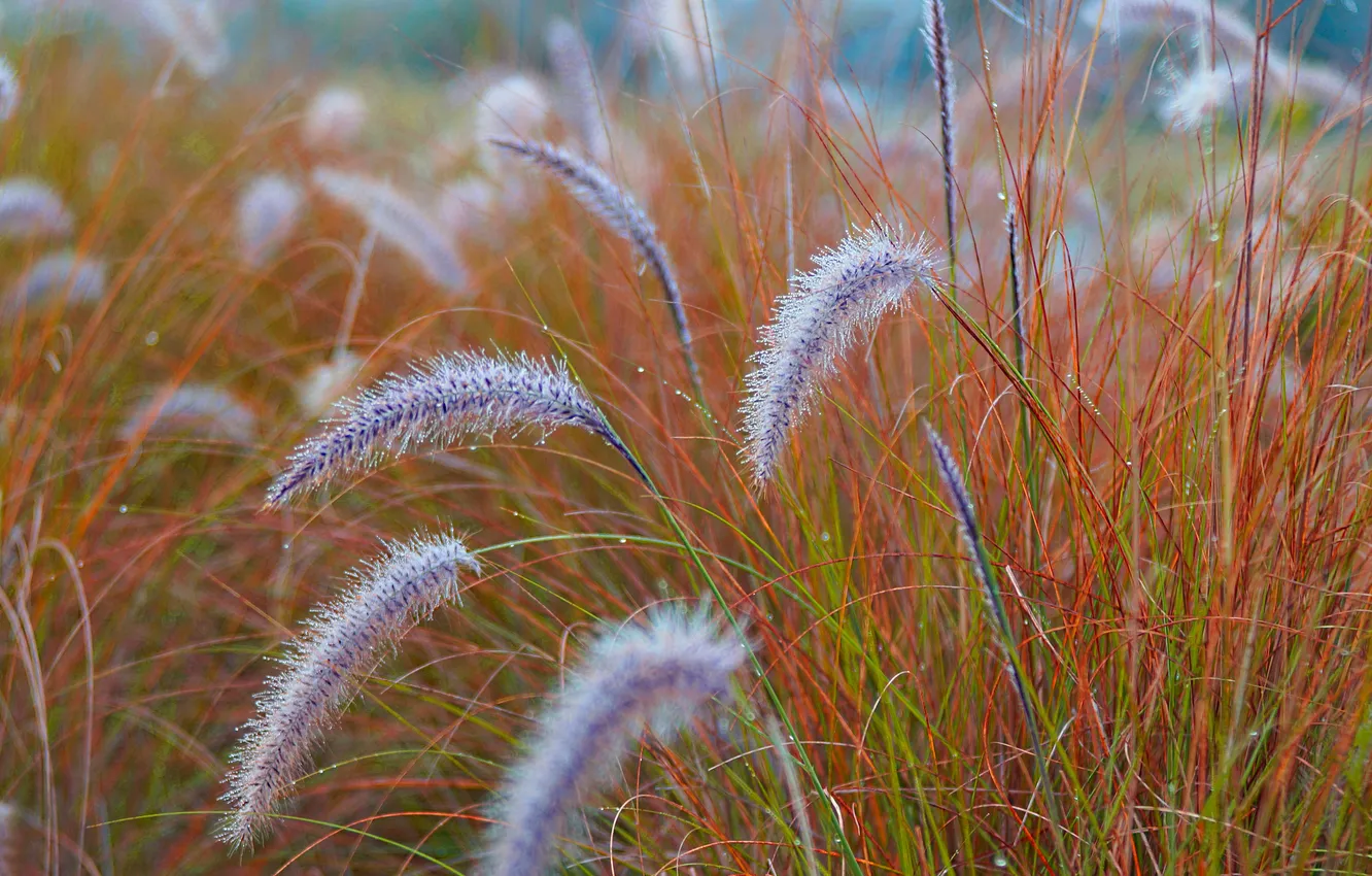 Photo wallpaper field, grass, plant, meadow